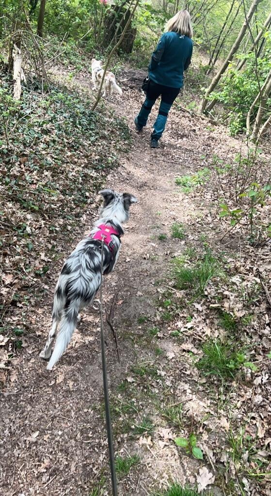 Spaziergang mit Hunden im Grünen bei Goch