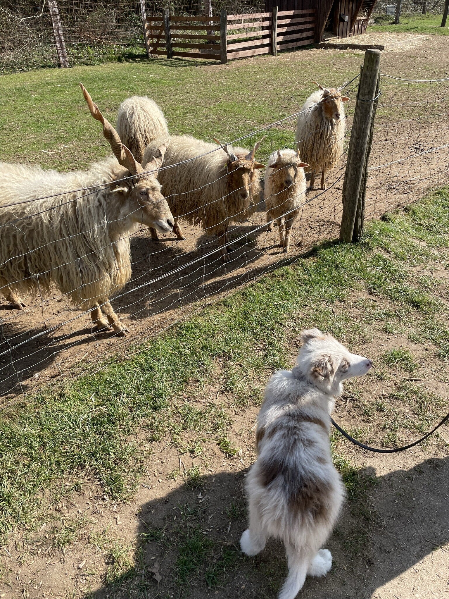 Hund bei einem Ausflug auf dem Land